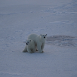 Polar bear babies! (Photo by Anika Happe)